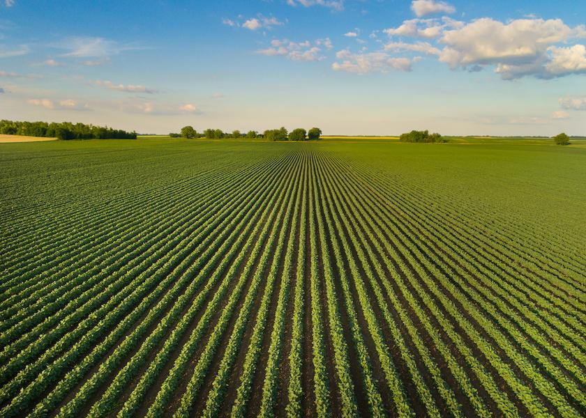 An aerial view of a green crop field, its rows converging toward a distant treeline under a blue sky.