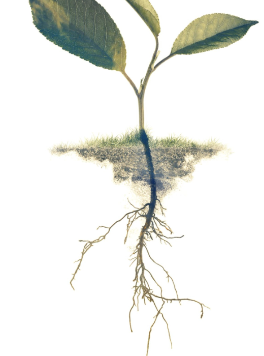 A seedling with two leaves, its roots exposed below the soil line, against a white background.